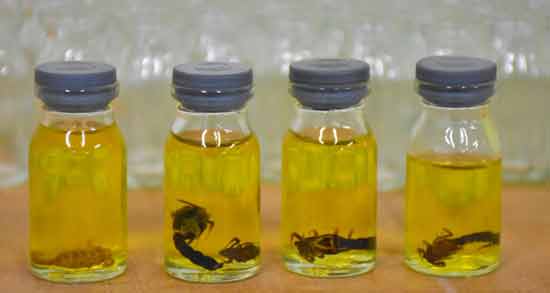 روغن عقرب برای چی خوبه ؛ در چه مواردی استفاده از روغن عقرب مفید است