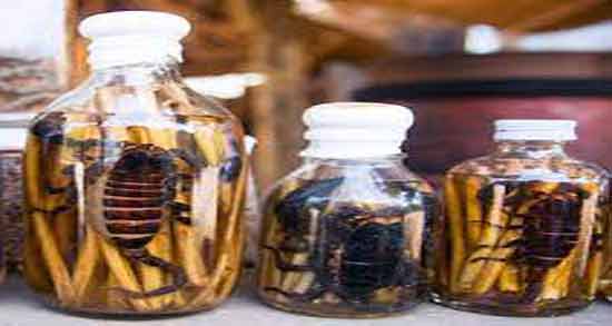 روغن عقرب چیست ؛ معرفی کامل روغن عقرب و خواصی که دارد