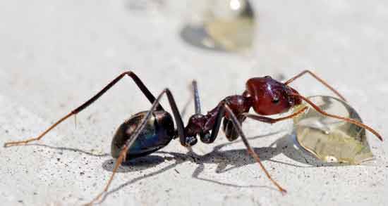 روغن مورچه برای چی خوبه و در چه مواردی استفاده از روغن مورچه مفید است روغن مورچه برای چی خوبه ؛ در چه مواردی استفاده از روغن مورچه مفید است