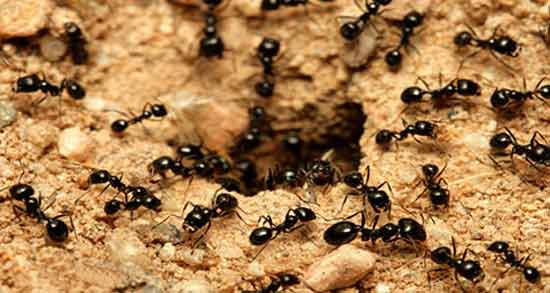 روغن مورچه چیست ؛ آشنایی کامل با روغن مورچه و خواصی که دارد