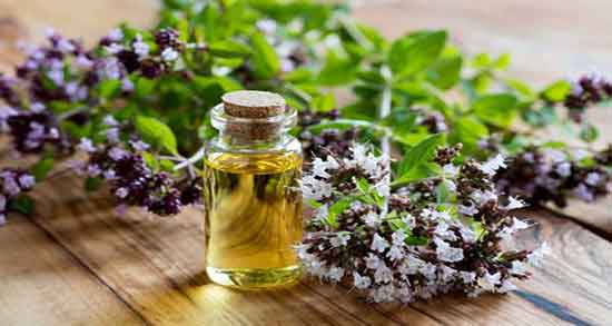 روغن پونه کوهی چیست ؛ تاثیر استفاده از پونه کوهی برای بدن انسان چیه