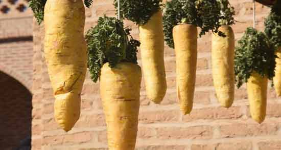 زردک برای بارداری ؛ خواص و مضرات مصرف زردک برای زن باردار
