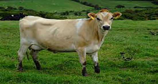 زهله گاو برای بارداری خوبه و زهله گاو برای جلوگیری از سقط جنین مادران زهله گاو برای بارداری خوبه ؛ زهله گاو برای جلوگیری از سقط جنین مادران