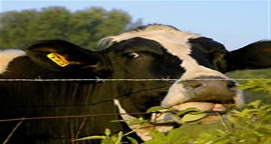 زهله گاو در واژن و خواص مصرف زهله گاو برای درمان کیست تخمدان زهله گاو در واژن ؛ خواص مصرف زهله گاو برای درمان کیست تخمدان