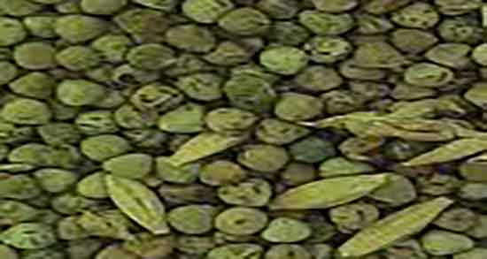 سبزه گاودانه ؛ فیلم کاشت سبزه گاودانه + سبزه گاودانه چند روزه رشد میکند