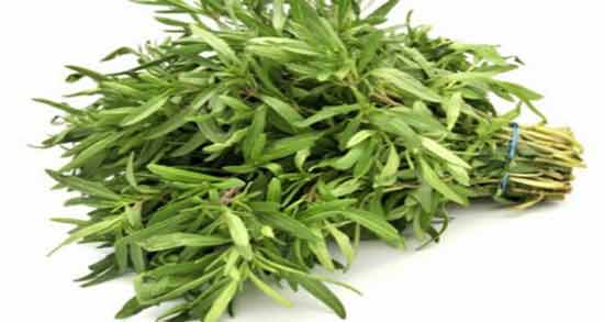 سبزی مرزه ؛ همه چیز درباره سبزی مرزه و خواص آن