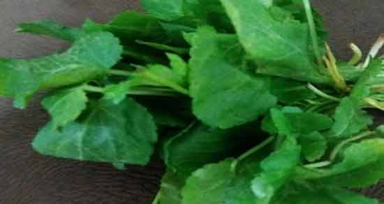 سبزی چوچاق چیست ؛ همه چیز درباره سبزی چوچاق