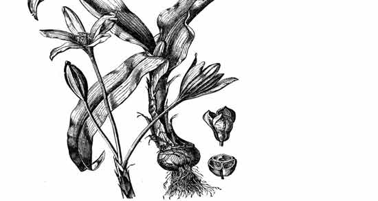 سورنجان برای سیاتیک ؛ سورنجان به عنوان مسکن قوی برای سیاتیک