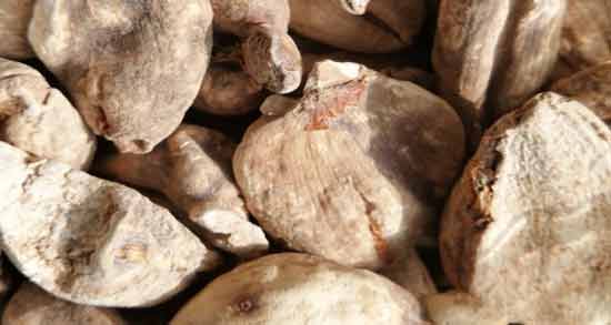 سورنجان در طب سنتی ؛ خواص و مضرات مصرف سورنجان از نظر طب سنتی