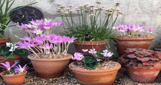 سورنجان و لاغری ؛ روش استفاده از سورنجان برای کاهش وزن