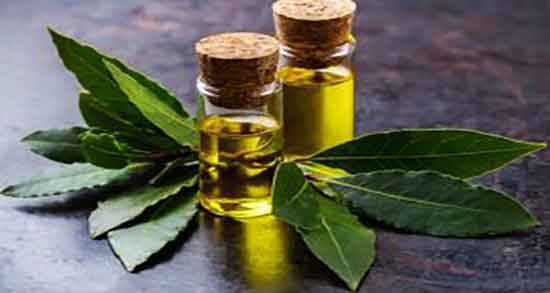 سوزاندن برگ بو برای ثروت ایا سوزاندن برگ بو به ثروتمندی کمک میکند