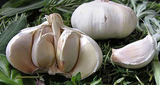 سیر برای یبوست ؛ ایا خوردن سیر خام برای درمان یبوست مفید است
