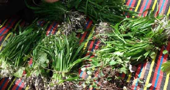 سیر کوهی و خواص آن و فواید مصرف سیر کوهی برای سلامتی سیر کوهی و خواص آن ؛ فواید مصرف سیر کوهی برای سلامتی