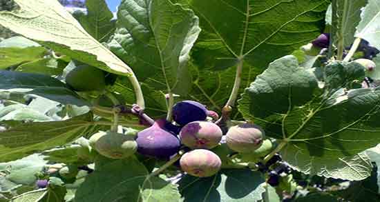 شربت انجیر و بارداری ؛ ایا خوردن شربت انجیر برای زنان باردار مفیده