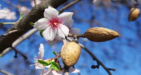 شکوفه بادام برای پسردار شدن ؛ تاثیر استفاده از شکوفه بادام برای پسردار شدن