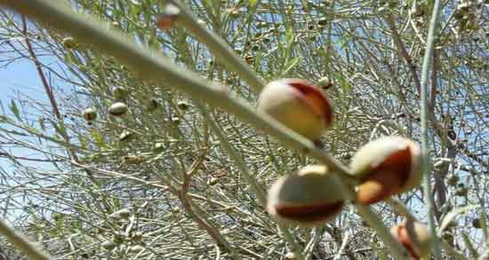 طبع بادام کوهی سرد است یا گرم ؛ طبیعت بادام کوهی چگونه است