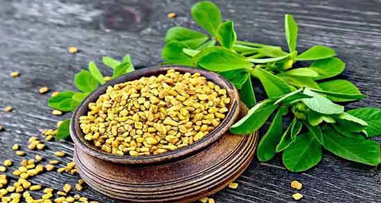 طبع برگ شنبلیله ؛ آشنایی با خواص درمانی و طبع برگ شنبلیله