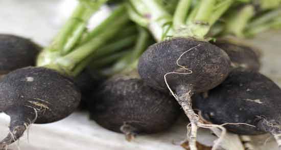 طبع تربچه سیاه ؛ آشنایی با خواص درمانی و طبع تربچه سیاه
