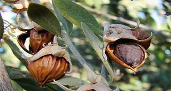 طبع روغن جوجوبا ؛ طبیعت روغن جوجوبا برای بدن سرد است یا گرم