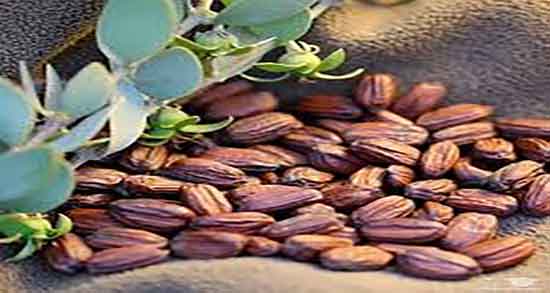 طبع روغن جوجوبا چیست ؛ طبیعت روغن جوجوبا سرد است یا گرم