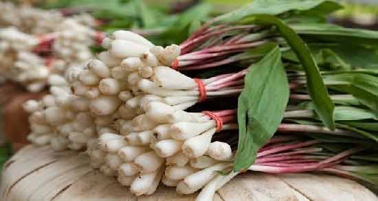 طبع سیر کوهی ؛ آشنایی با خواص درمانی و طبع سیر کوهی