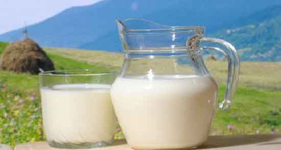طبع شیر گاومیش ؛ آشنایی با خواص درمانی و طبع شیر گاومیش