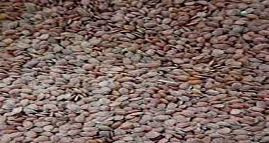 طبع قدومه ؛ طبع مصرف قدومه شیرازی از نظر طب سنتی چیست