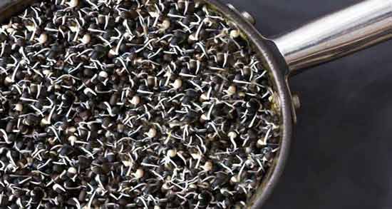طبع قره ماش ؛ آشنایی با خواص درمانی و طبع قره ماش