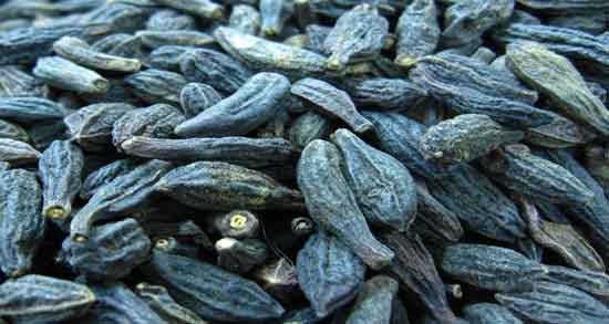 طبع هل سیاه و آشنایی با خواص درمانی و طبع هل سیاه طبع هل سیاه ؛ آشنایی با خواص درمانی و طبع هل سیاه