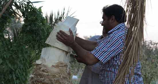 طبع پنیر نخل گرم است یا سرد ؛ طبیعت پنیر نخل چگونه است