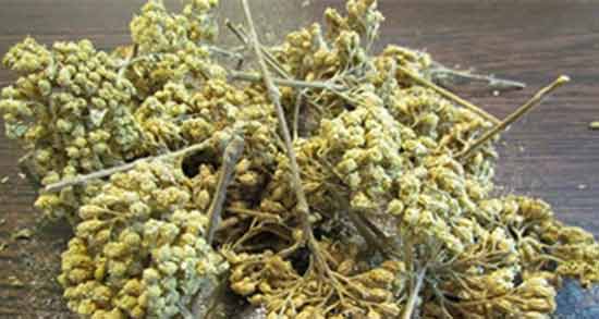 طرز استفاده از بومادران برای عفونت رحم ؛ نحوه صحیح مصرف بومادران برای درمان عفونت رحم