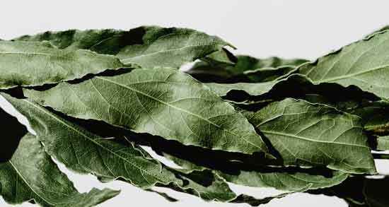 طرز استفاده برگ توت ؛ نحوه صحیح استفاده از برگ توت