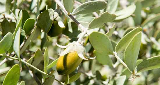 طرز استفاده روغن جوجوبا برای پوست و نحوه مصرف روغن جوجوبا چیست طرز استفاده روغن جوجوبا برای پوست ؛ نحوه مصرف روغن جوجوبا چیست