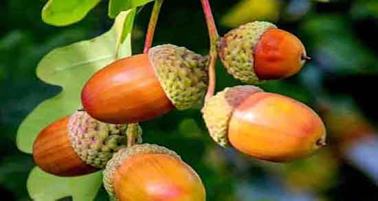 طرز تهیه آرد بلوط چگونه ارد بلوط درست کنیم + دستور تهیه ارد بلوط
