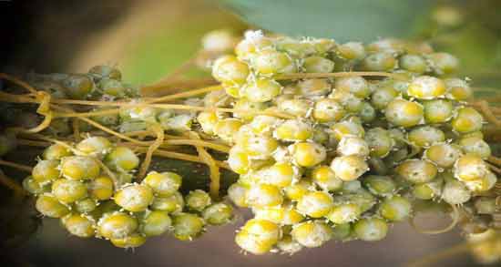 طرز تهیه افتیمون ؛ همه چیز درباره افتیمون و کاربردهای آن