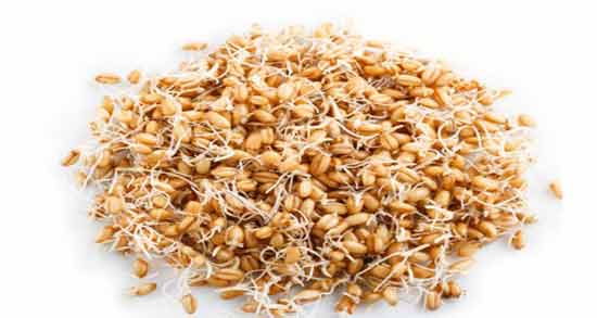 طرز تهیه جوانه گندم حکیم تهرانی ؛ روش درست کردن جوانه گندم حکیم تهرانی
