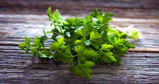 طرز تهیه دمنوش جعفری برای لاغری ؛ نحوه صحیح درست کردن دمنوش جعفری برای لاغری
