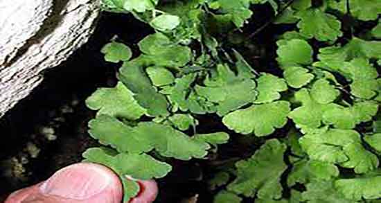 طرز تهیه دمنوش پرسیاوشان و دستور تهیه دمنوش پرسیاوشان چیست طرز تهیه دمنوش پرسیاوشان ؛ دستور تهیه دمنوش پرسیاوشان چیست