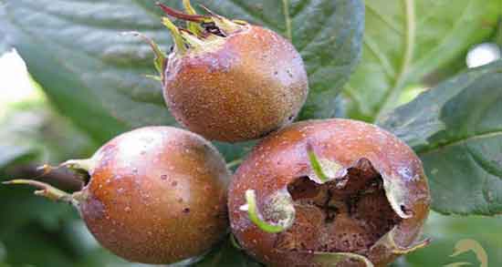 طرز تهیه رب ازگیل جنگلی ؛ دستور تهیه رب ازگیل جنگلی به روش خانگی