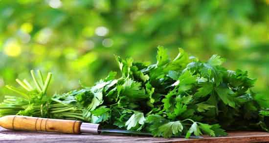 طرز تهیه عرق گشنیز ؛ آموزش درست کردن عرق گشنیز در منزل
