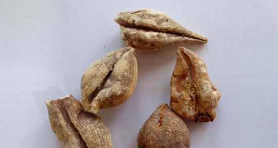 طریقه مصرف سورنجان ؛ روش صحیح استفاده از سورنجان چگونه است؟