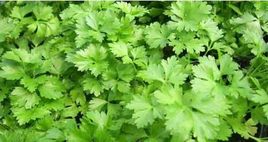 طریقه مصرف عرق گشنیز ؛ نحوه صحیح استفاده از عرق گشنیز