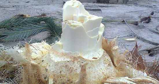 طریقه مصرف پنیر نخل ؛ ساده ترین روش برای استفاده از پنیر نخل