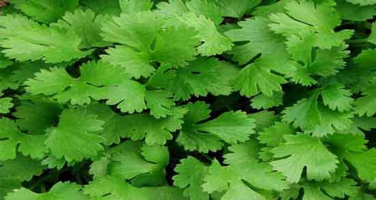 عرق گشنیز برای سرماخوردگی ؛ خواص و مضرات مصرف عرق گشنیز برای سرماخوردگی