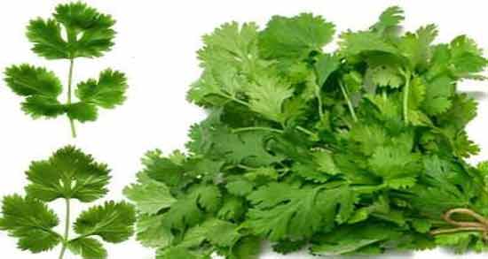 عرق گشنیز برای لاغری و افزایش چربی سوزی در بدن با خوردن عرق گشنیز عرق گشنیز برای لاغری ؛ افزایش چربی سوزی در بدن با خوردن عرق گشنیز