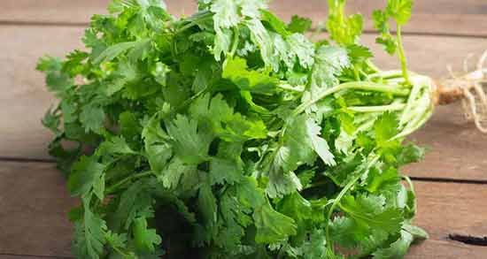 عرق گشنیز و دیابت ؛ آیا افراد دیابتی می توانند عرق گشنیز مصرف کنند