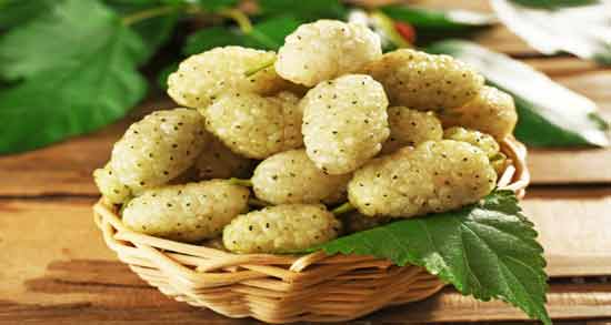 عصاره برگ توت ؛ بررسی خواص و مضرات استفاده از عصاره برگ توت