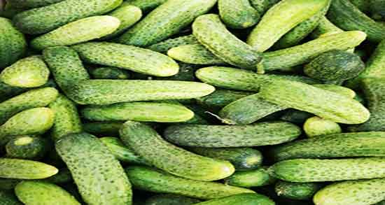 علت تلخ شدن خیار شور خانگی ؛ دلیل اصلی تلخ شدن خیار شور خانگی