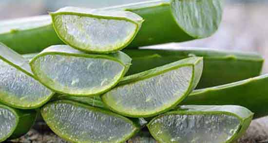 عوارض آلوئه ورا و استفاده از آلوئه ورا چه عوارضی برای سلامتی دارد عوارض آلوئه ورا ؛ استفاده از آلوئه ورا چه عوارضی برای سلامتی دارد