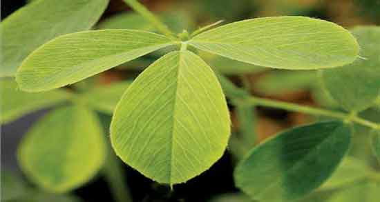 عوارض برگ یونجه ؛ استفاده از برگ یونجه چه عوارضی برای سلامتی دارد